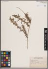 Foto von Salix exigua Nutt.